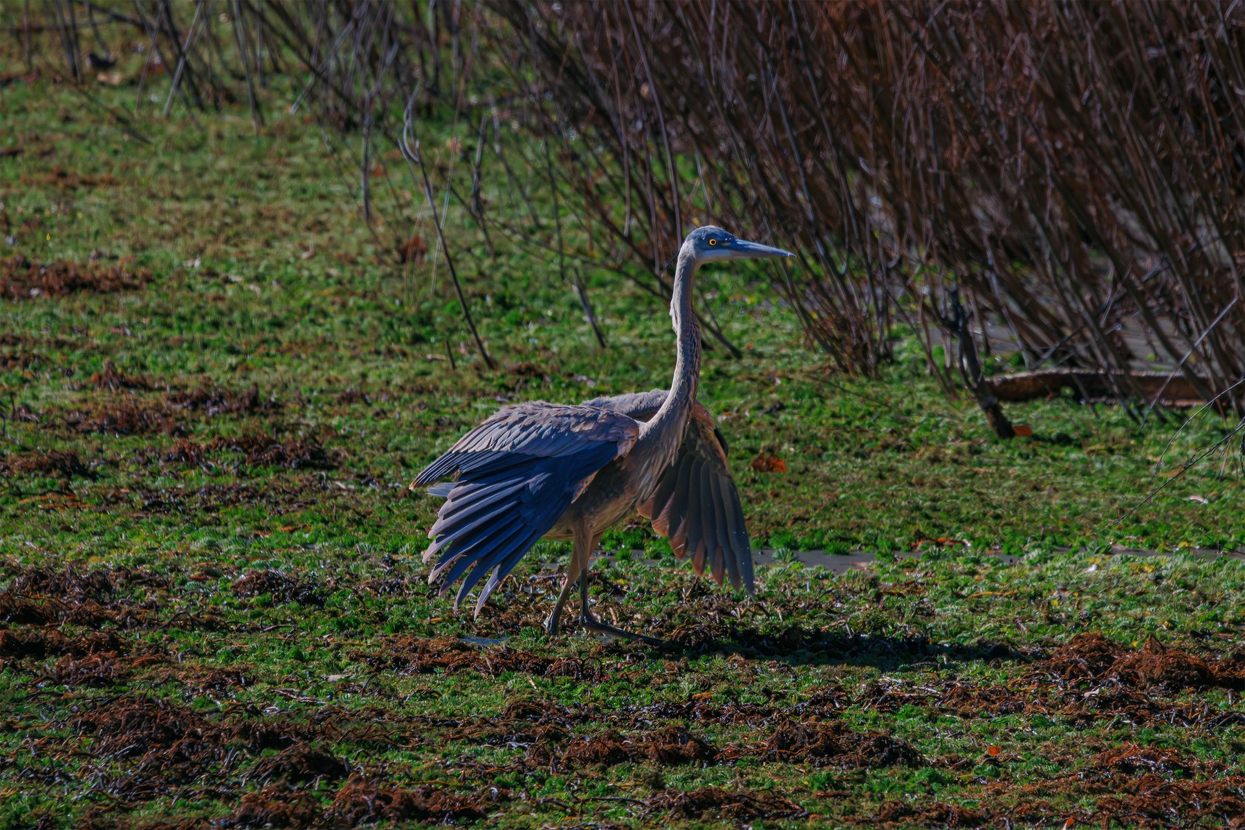 Blue Heron