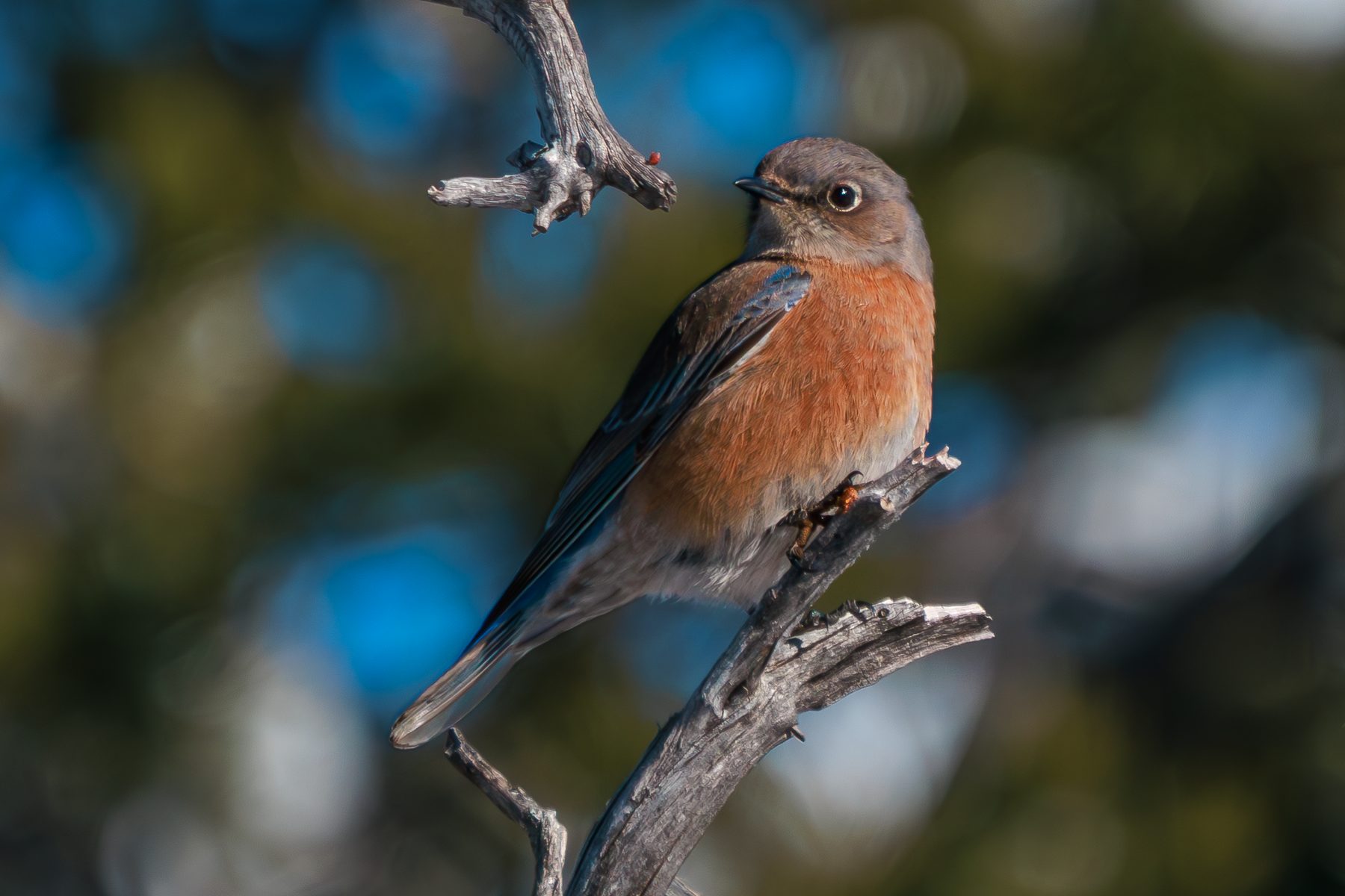 Bluebird Close
