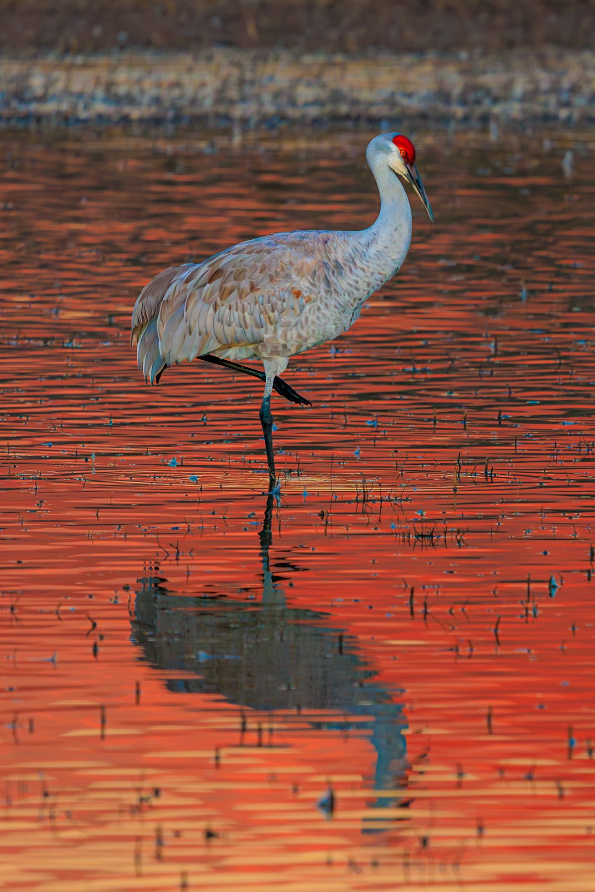 Reflection in Red