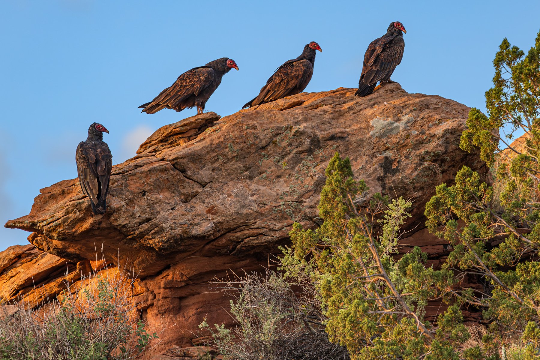 Vultures on Rock